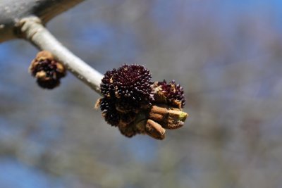 Fraxinus pensylvanica 'Aucubifolia' - jasan pensylvánský - pupeny květu